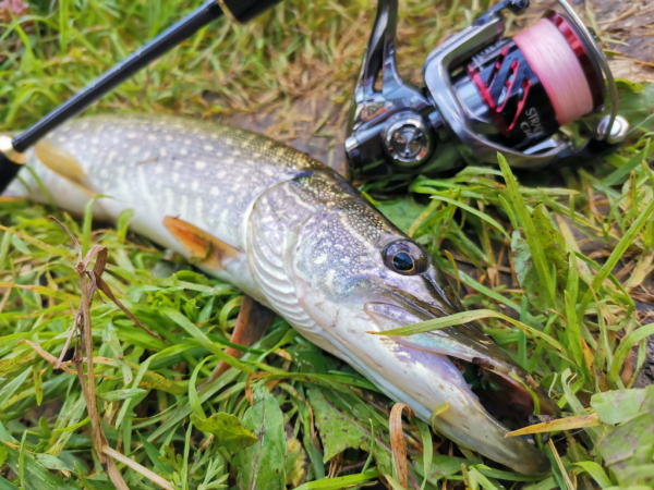 Спиннинг Crazy Fish Arion 702 uls - #недобзор и некоторые мысли о...
