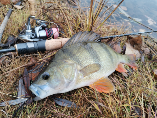 Спиннинг Crazy Fish Arion 702 uls - #недобзор и некоторые мысли о...