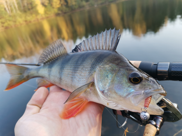 Спиннинг Crazy Fish Arion 702 uls - #недобзор и некоторые мысли о...