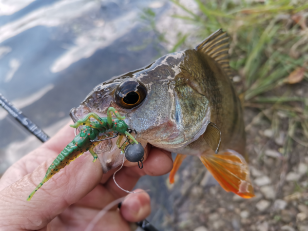 Спиннинг Crazy Fish Arion 702 uls - #недобзор и некоторые мысли о...