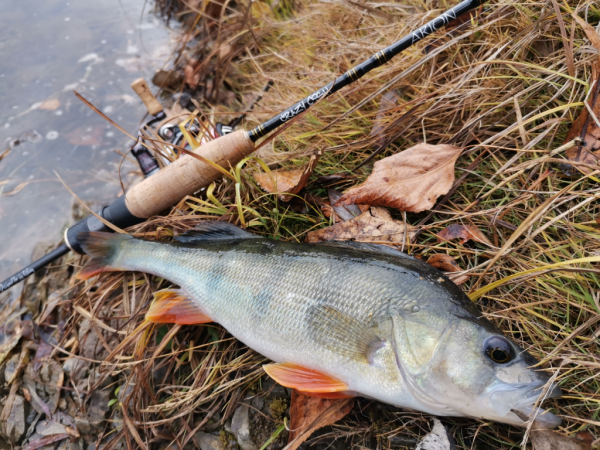 Спиннинг Crazy Fish Arion 702 uls - #недобзор и некоторые мысли о...