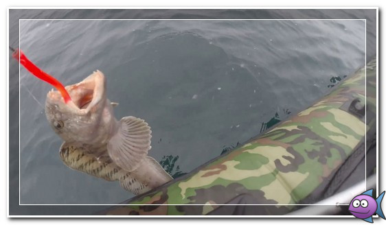 Ловля зубатки