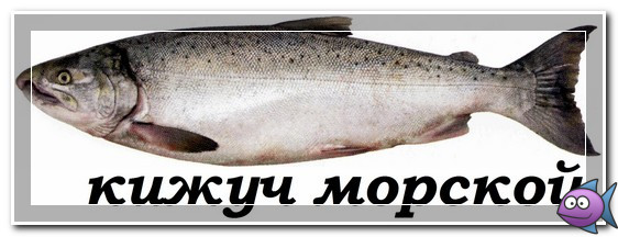 Ловля кижуча