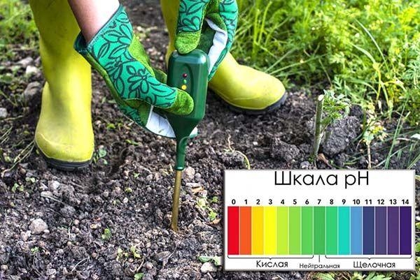 Почему желтеют листья у малины