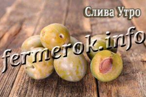 Сорт сливы Утро